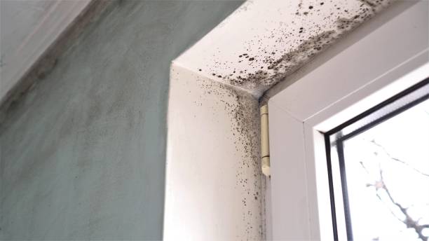 Mold Removal and Inspection in Pasadena Hills, MO
