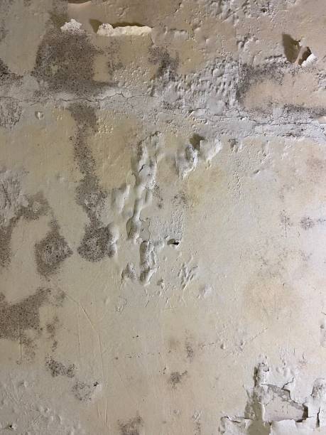 Best Commercial Mold Removal  in Pasadena Hills, MO