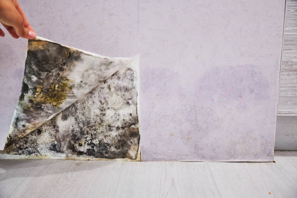 Water Damage Restoration in Pasadena Hills, MO